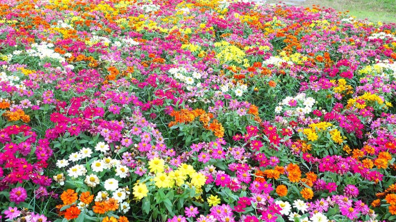 Jardin d'agrément coloré fleurissant dans le jardin banque de vidéos