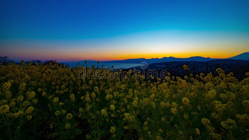 Jardin d'agrément de Canola de laps de temps de coucher du soleil au parc d'Azumayama dans l'inclinaison tirée large de Shounan K