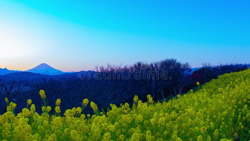 Jardin d'agrément de Canola de laps de temps de coucher du soleil au parc d'Azumayama dans le bourdonnement tiré large de Shounan