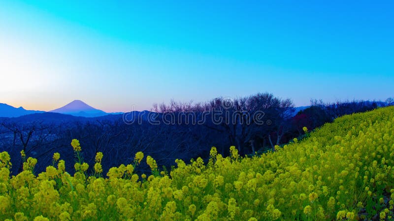 Jardin d'agrément de Canola de laps de temps de coucher du soleil au parc d'Azumayama dans le tir large de Shounan Kanagawa