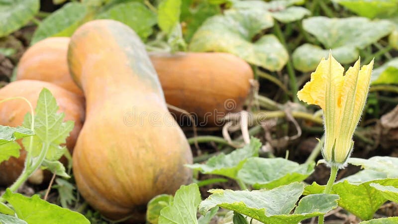 Jardin d'agrément de potiron banque de vidéos