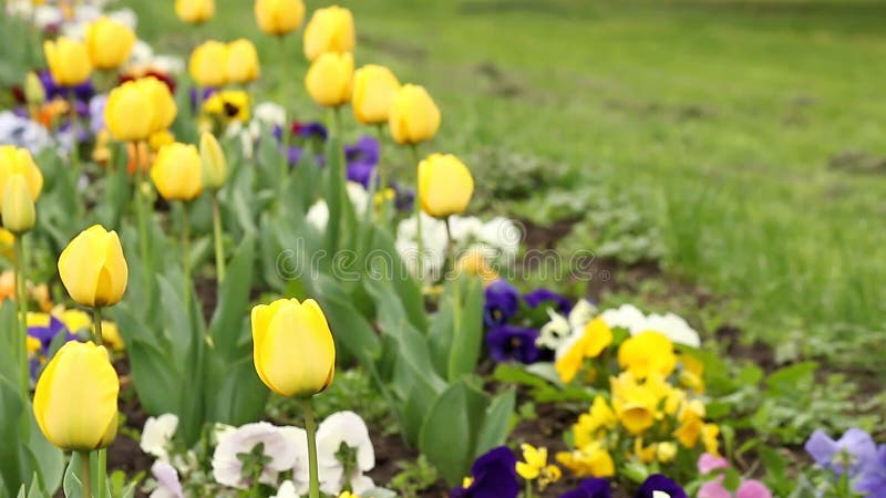 Jardin d'agrément jaune de tulipe banque de vidéos