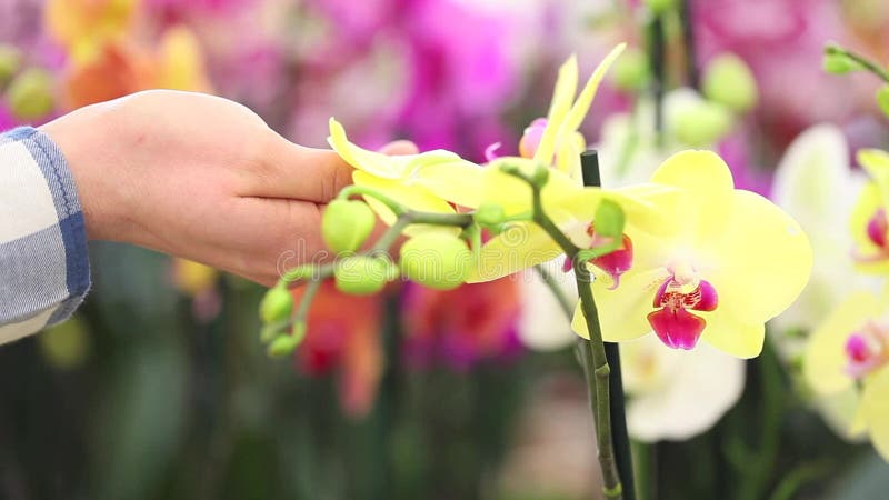 Jardin d'agrément, main de femme touchant une orchidée banque de vidéos