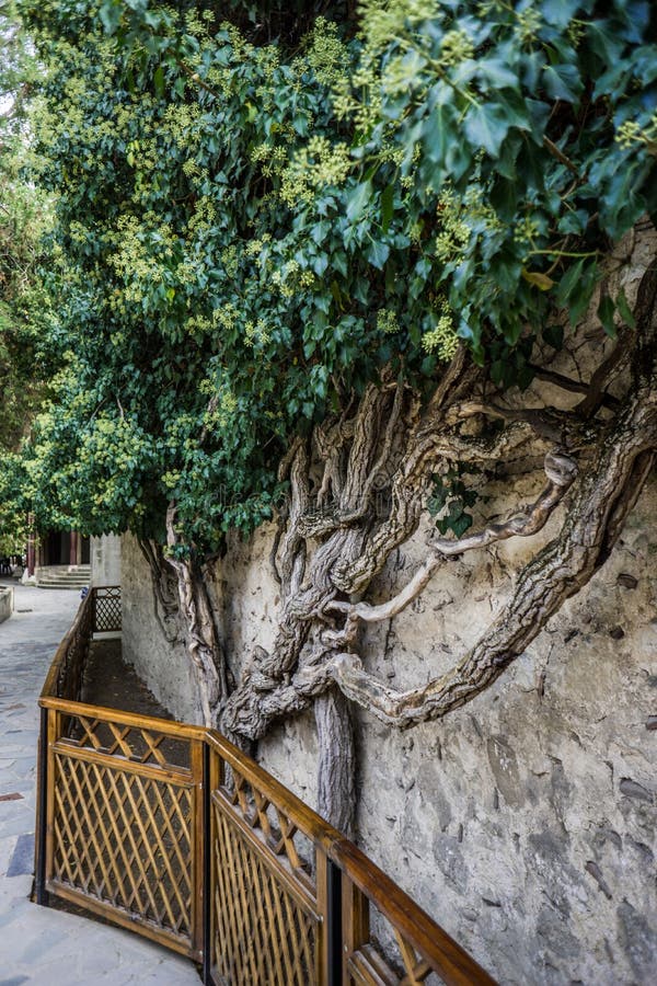 Jardin dans le palais de Khan dans Bakhchisaray photos stock Jardin dans le palais de Khan dans Bakhchisaray photos stock