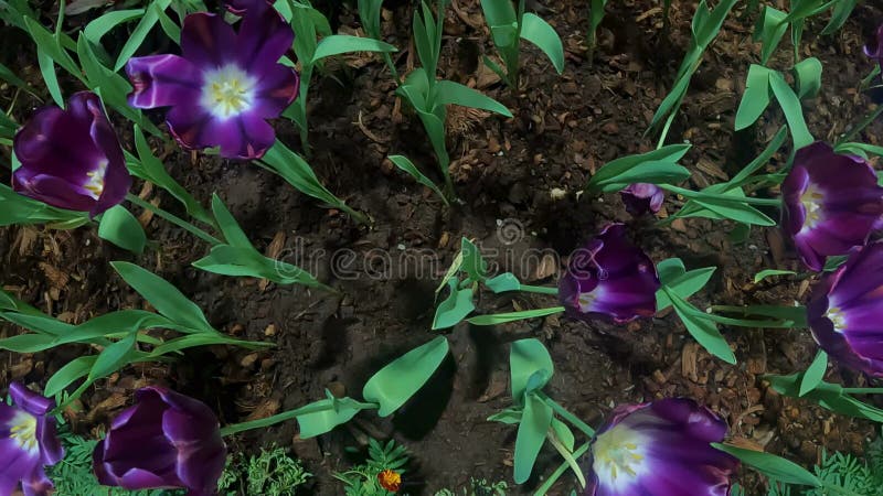 Jardin de fleurs de tulipe pourpre au mouvement lent nature banque de vidéos