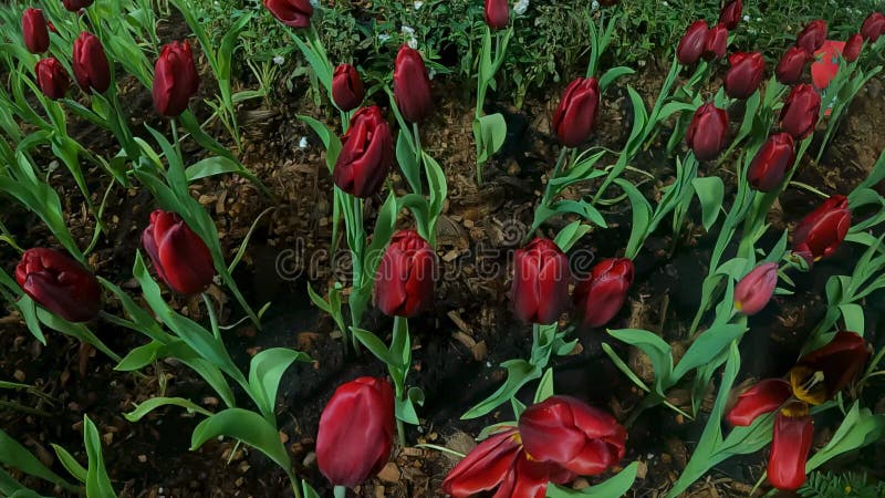 Jardin de fleurs de tulipe rouge au ralenti clips vidéos