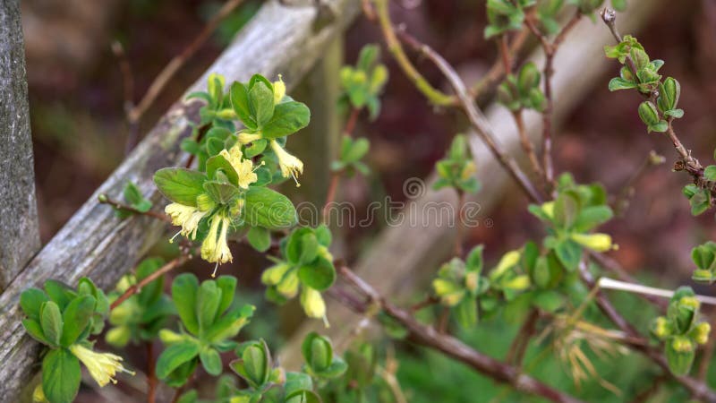 Jardin de floraison de fleurs de ch?vrefeuille au printemps Buisson de caerulea de Lonicera photo stock Jardin de floraison de fleurs de ch?vrefeuille au printemps Buisson de caerulea de Lonicera photo stock