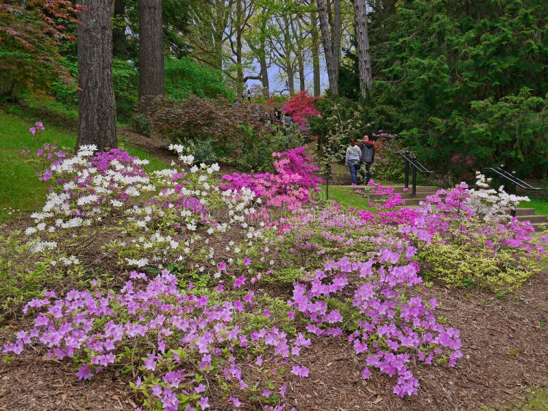 Jardin de Hillside avec des azalées image libre de droits Jardin de Hillside avec des azalées image libre de droits