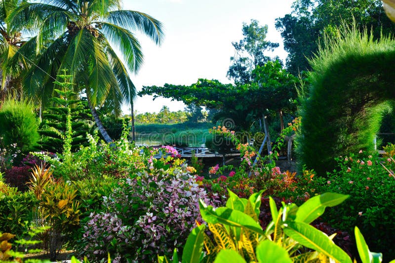 390+ Guyane Paysage Photos, taleaux et images libre de droits - iStock