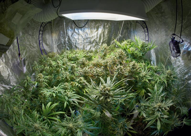 Jardin de marijuana images libres de droits Jardin de marijuana images libres de droits