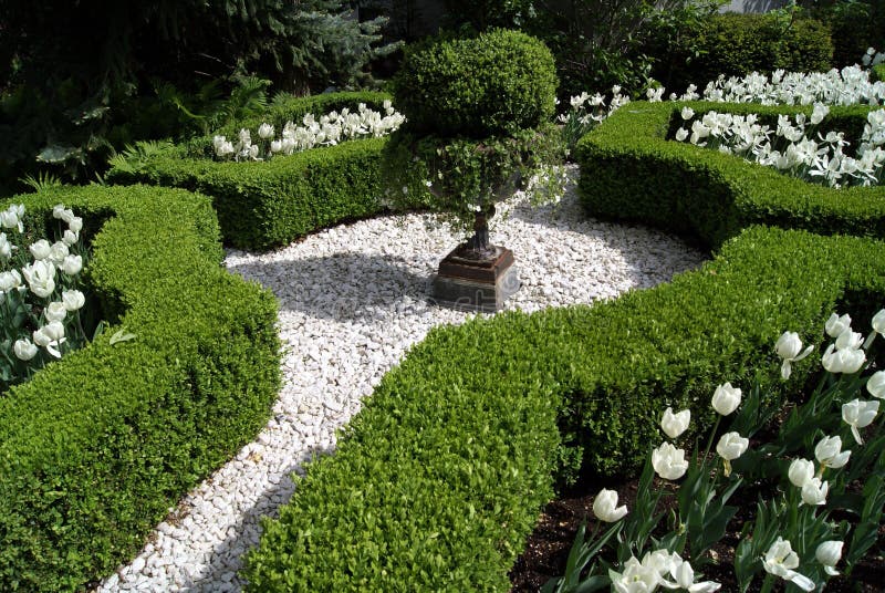 Jardin De Noeud Avec Les Fleurs Blanches De Tulipe Photo stock - Image du  blanc, topiaire: 57040488