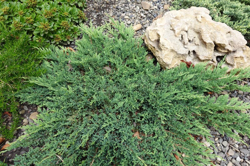 Jardin de roche avec des procumbens de juniperus dans le premier plan images stock Jardin de roche avec des procumbens de juniperus dans le premier plan images stock