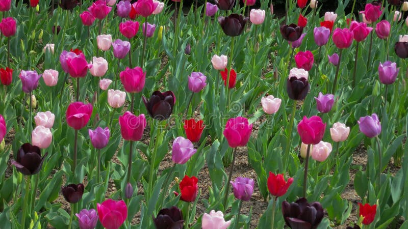 Jardin des tulipes pourpres et roses lumineuses image stock Jardin des tulipes pourpres et roses lumineuses image stock