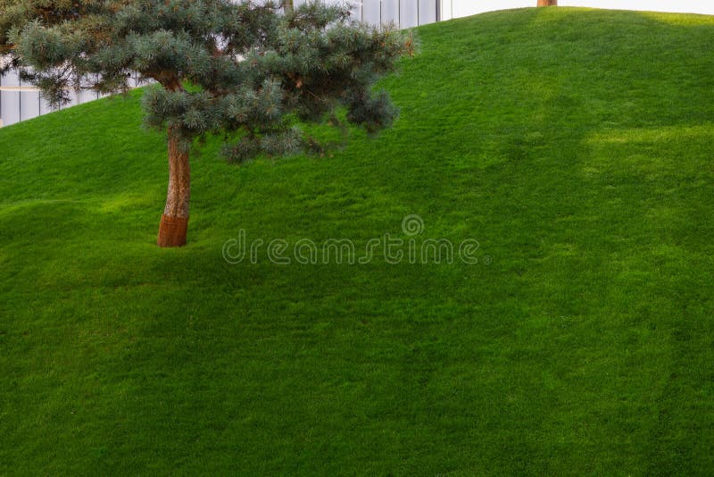 Jardin décoratif vert Paysage neutre avec un champ vert Arbre du paysage Park photo libre de droits Jardin décoratif vert Paysage neutre avec un champ vert Arbre du paysage Park photo libre de droits