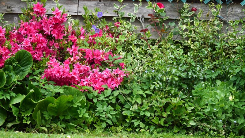 Jardin fleuri avec fleurs roses banque de vidéos
