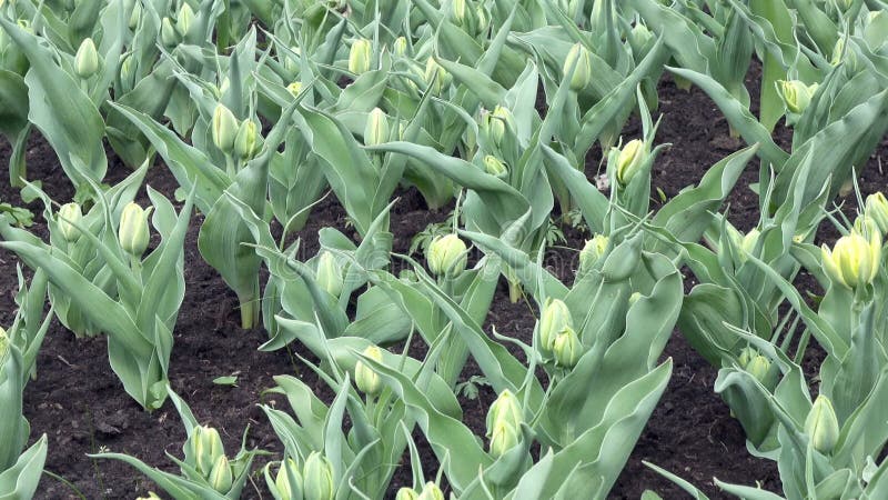 Jardin fleuri avec le springpanorama tôt non fleuri de tulipes clips vidéos