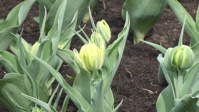 Jardin fleuri avec le zoom tôt non fleuri de tulipes springdolly banque de vidéos