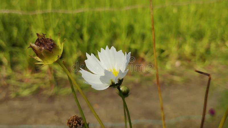 Jardin fleuri cosmos blanc en journée. clips vidéos