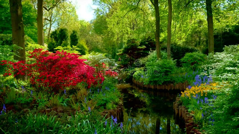 Jardin fleuri keukenhof. lisse aux pays-bas. clips vidéos