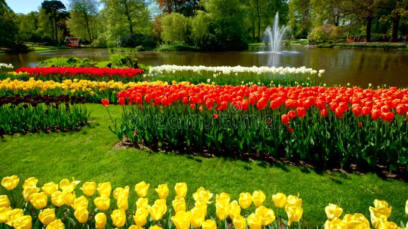 Jardin fleuri keukenhof. lisse aux pays-bas. banque de vidéos