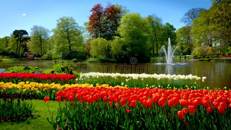 Jardin fleuri keukenhof. lisse aux pays-bas. banque de vidéos