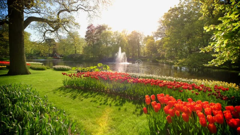 Jardin fleuri keukenhof. lisse aux pays-bas. banque de vidéos