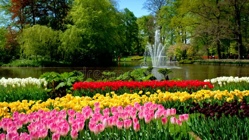 Jardin fleuri keukenhof. lisse aux pays-bas. banque de vidéos