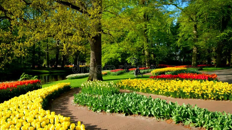 Jardin fleuri keukenhof. lisse aux pays-bas. banque de vidéos