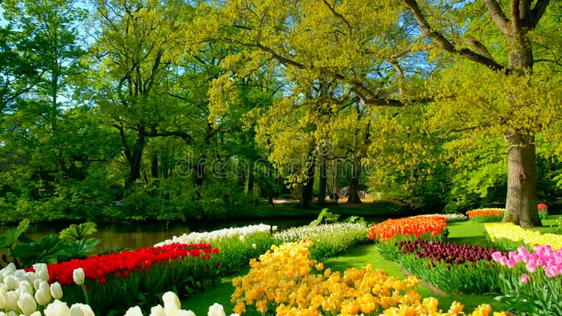 Jardin fleuri keukenhof. lisse aux pays-bas. banque de vidéos
