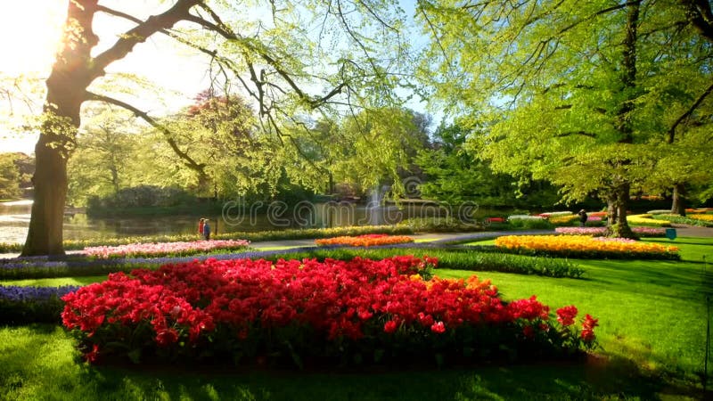 Jardin fleuri keukenhof. lisse aux pays-bas. banque de vidéos