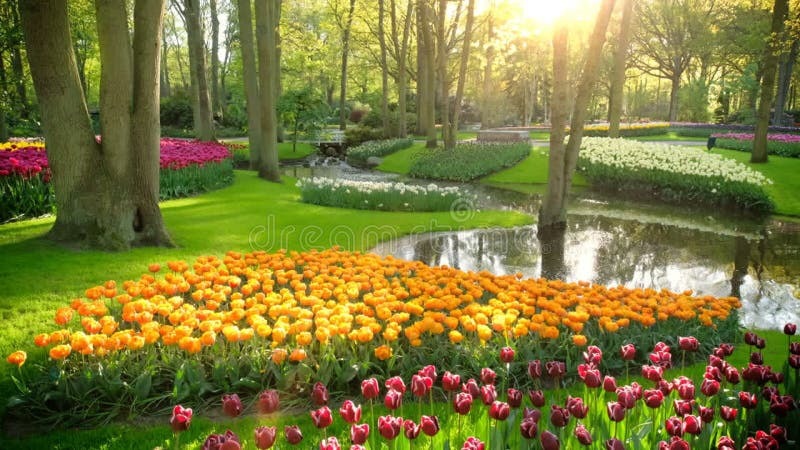 Jardin fleuri keukenhof. lisse aux pays-bas. clips vidéos