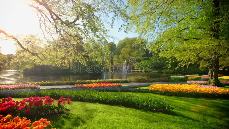 Jardin fleuri keukenhof. lisse aux pays-bas. banque de vidéos