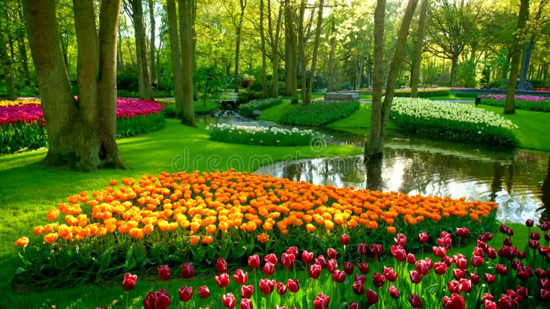 Jardin fleuri keukenhof. lisse aux pays-bas. banque de vidéos