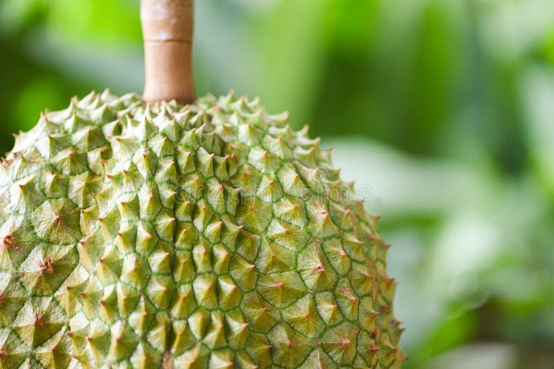 Jardin frais de fruit tropical de durian sur le fond de vert de nature - fermez-vous de la peau de durian images libres de droits Jardin frais de fruit tropical de durian sur le fond de vert de nature - fermez-vous de la peau de durian images libres de droits