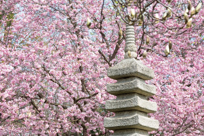Jardin Japonais Avec Le Cerisier De Floraison Photo stock Image du