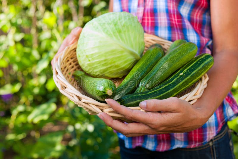 Gardening in summer - woman (only torso) with freshly harvested vegetables. Gardening in summer - woman (only torso) with freshly harvested vegetables