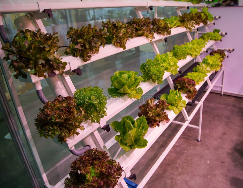 Jardinage hydroponique photo stock. Image du étagère 103998304