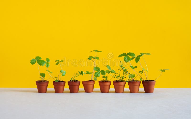 Jardinage multipliant le fond 8 pots de fleur avec de jeunes brins de pousses de fraisier commun et de thym Usines de jardin avec photos stock Jardinage multipliant le fond 8 pots de fleur avec de jeunes brins de pousses de fraisier commun et de thym Usines de jardin avec photos stock