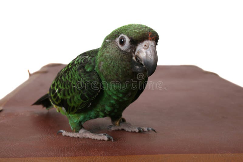 Jardine Parrot