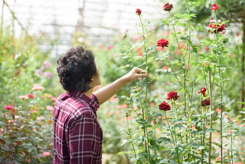 Jardineiro asiático do homem que guarda a flor da rosa do vermelho imagem de stock Jardineiro asiático do homem que guarda a flor da rosa do vermelho imagem de stock
