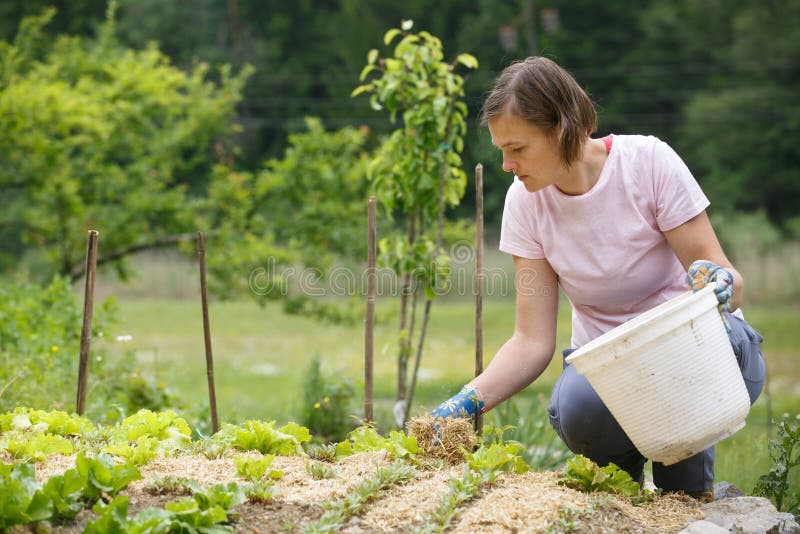 Mulher jardineira a plantar alface e cobri-la com palha imagens de stock