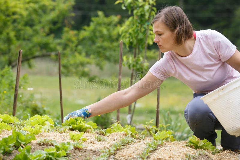 Mulher jardineira a plantar alface e cobri-la com palha fotografia de stock