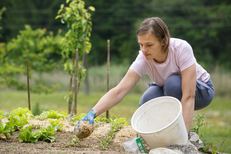 Jardineira a plantar alface e cobri-la com palha fotografia de stock royalty free