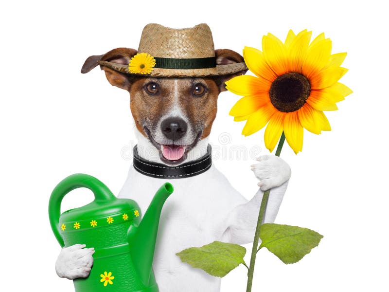 Jardineiro do cão