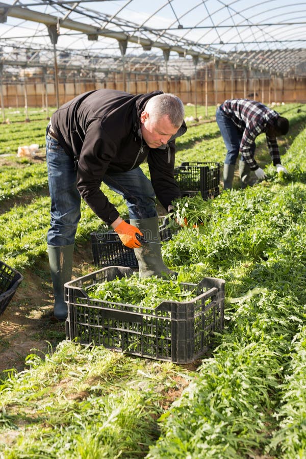 Como cultivar cebolas como um jardineiro profissional