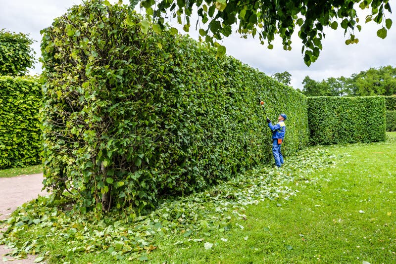 Jardineiro profissional no arbustos uniformes dos cortes com tosquiadeiras Jardim de poda, conversão Aparamento do trabalhador e