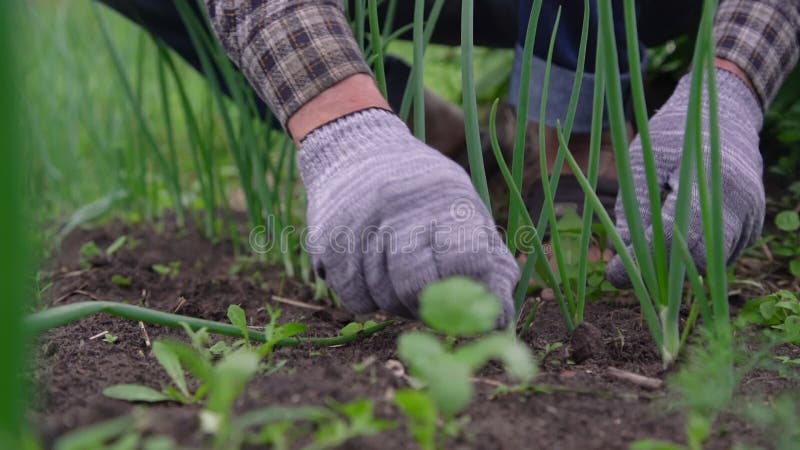 Como cultivar cebolas como um jardineiro profissional