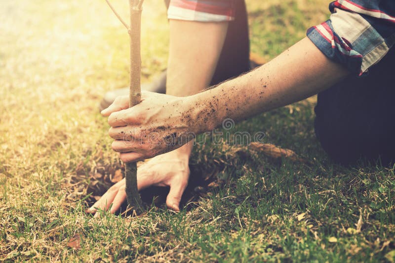 Jardineiro que planta uma árvore