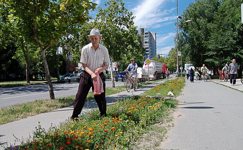 An elderly gentleman regulate street flowers. An elderly gentleman regulate street flowers.