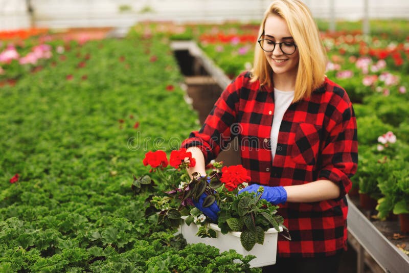 Jardinero de sexo femenino joven en los guantes que trabajan en invernadero, plantando y tomando el cuidado de flores imágenes de archivo libres de regalías Jardinero de sexo femenino joven en los guantes que trabajan en invernadero, plantando y tomando el cuidado de flores imágenes de archivo libres de regalías